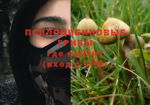 стаф Осинники